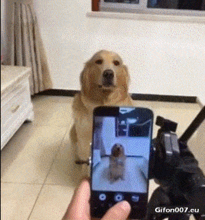 Funny Dog, Photo, Smile, Video, Gif