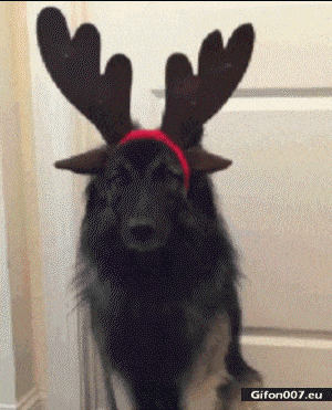Funny Dog, Reindeer Antlers, Video, Gif