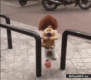 Funny Dog, Running, Clothes, Video, Gif