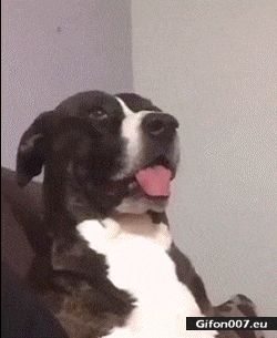 Funny Dog Sticks out Tongue, Video, Gif