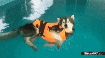 Funny Dog Swimming, Sleeping, Video, Gif