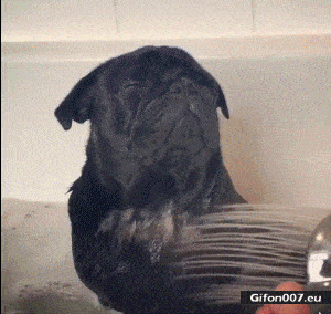 Funny Dog Taking a Bath, Video, Gif