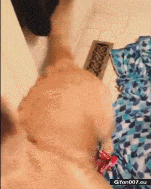 Funny Dog, Vacuum Cleaner, Video, Gif