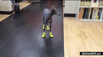 Funny Dog Video, Wearing Boots, Gif