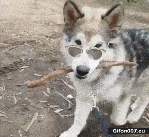 Funny Dog, Wearing Glasses, Video, Gif