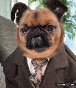 Funny Dog Wearing Suit, Video, Gif