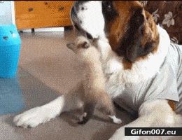 Funny Dog and Cat, Fight, Video, Gif
