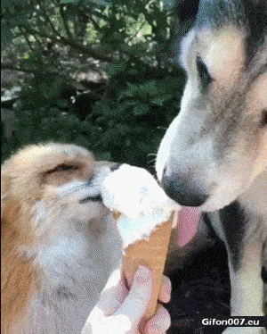 Funny Dog and Fox Eating Ice Cream, Video, Gif