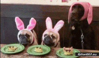 Funny Dogs, Eating, Rabbit, Video, Gif