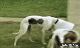 Funny Dogs, Eating, Video, Gif