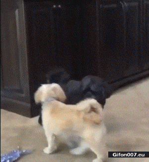 Funny Dogs Fight, Video, Gif