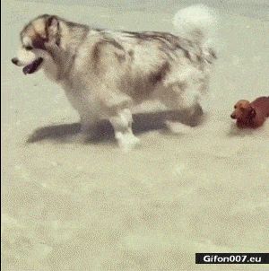 Funny Dogs, Sea, Water, Video, Gif