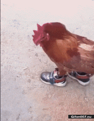 Funny Hen, Boots, Running, Video, Gif