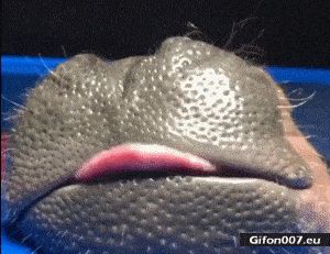 Funny Hippo, Dream about Food, Tongue, Video, Gif