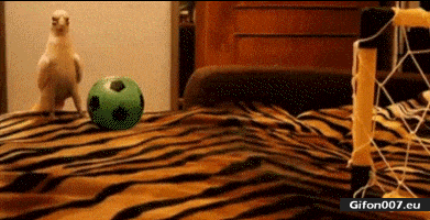 Funny Parrot, Playing Football, Ball, Video, Gif