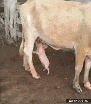 Funny Pig, Drinking Milk from Cow, Video, Gif