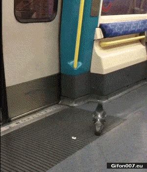 Funny Pigeon in the Subway, Video, Gif