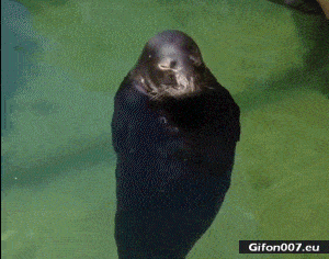 Funny Seal in Water, Video, Gif