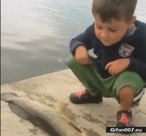 Funny Video, Boy, Fish, Gif