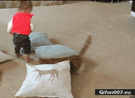 Funny Video, Cat, Child, Fly, Gif