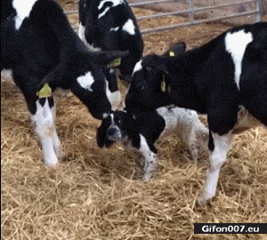 Funny Video, Cows Licking Dog, Gif