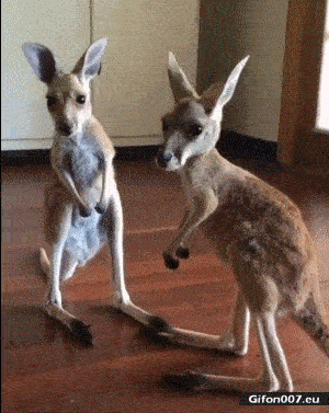 Funny Video, Cute Kangaroos, Gif