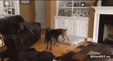 Funny Video, Dog Jumping, Sofa, Gif
