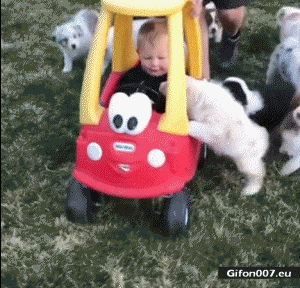 Funny Video, Dogs and Child, Gif