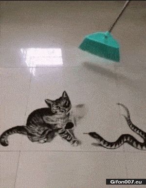 Funny Video, Sweeping the Floor, Cat, Gif