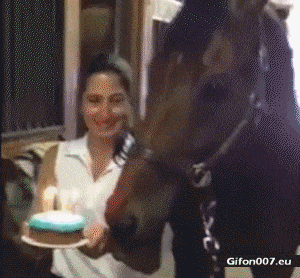 Happy Birthday, Funny Horse Video, Gif