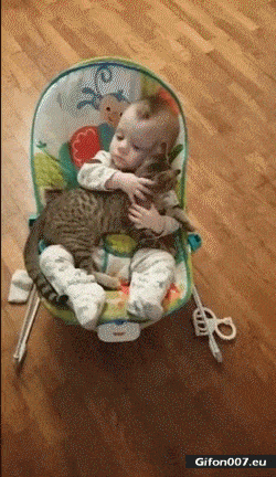 Cute Cat and Baby, Video, Gif