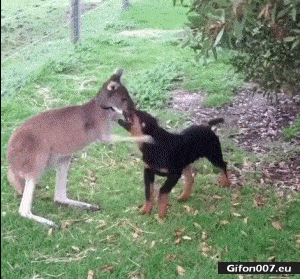 Cute Dog and Kangaroo, Love, Video, Gif