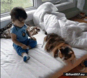 Cute Video, Child and Cat, Cuddle, Gif