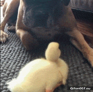 Funny Animals Video, Dog and Duck, Gif