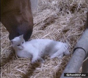 Funny Animals Video, Horse Licking Cat, Gif