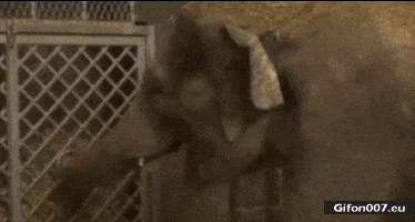Funny Baby Elephant Fail, Video, Gif