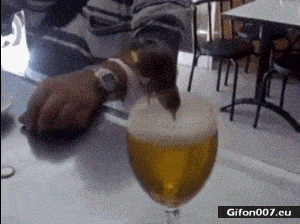 Funny Bird, Drinking, Beer, Video, Gif