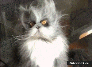 Funny Cat, Blurred hair, Video, Gif