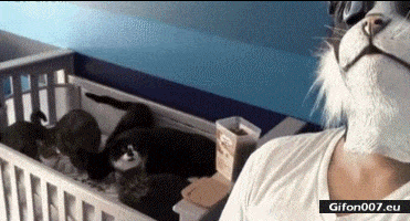 Funny Cat Costume, Freak Out, Video, Gif
