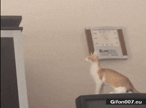 Funny Cat, Jumping Fail, Video, Gif
