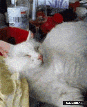 Funny Cat Video, Youtube, Can, Sleeping, Gif