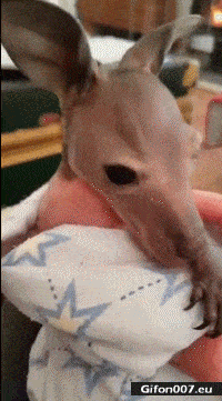 Funny Cute Baby Kangaroo, Video, Gif