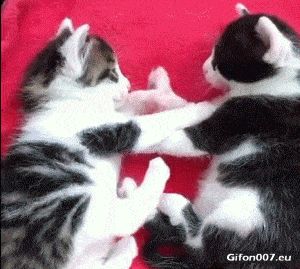 Funny Cute Cats, Kittens, Video, Gif