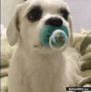 Funny Cute Dog, Dummy, Video, Gif
