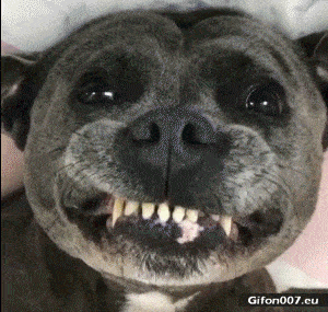 Funny Cute Dog, Face, Video, Gif