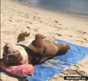 Funny Dog, Beach, Sunbath, Video, Gif