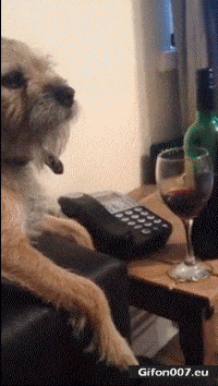 Funny Dog, Drinking Wine, Video, Gif