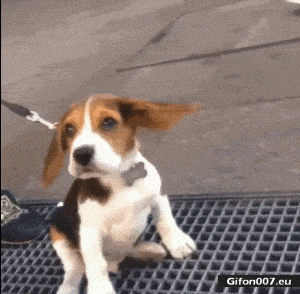 Funny Dog, Ears, Fly, Video, Gif