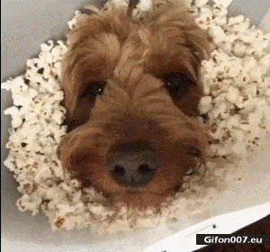 Funny Dog, Eating Popcorn, Video, Gif