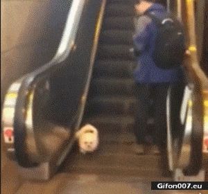 Funny Dog, Escalator, Video, Gif
